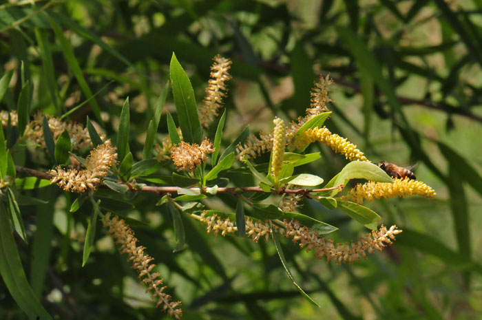 Goodding's Willow is a major riparian tree species in the southwest United States. Flowers are catkins which emerge from March to April. Salix gooddingii